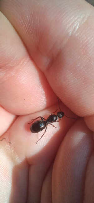 Flight image for Formica fusca group on 30 Jul 2025