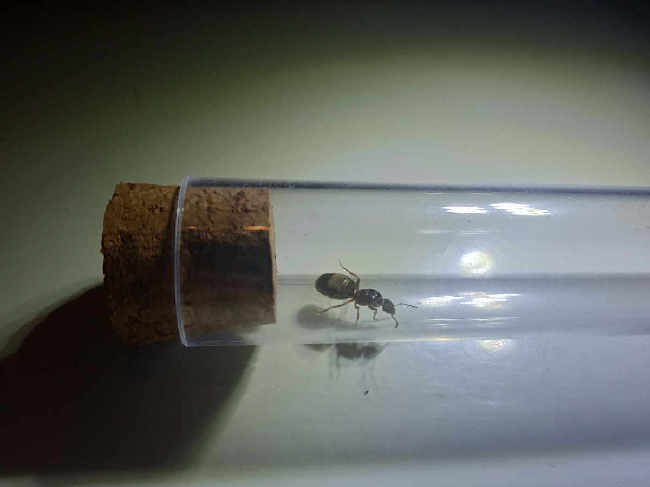 Flight image for Lasius emarginatus on 8 Aug 2025