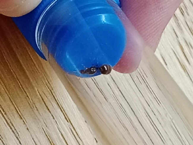 Flight image for Solenopsis fugax on 2 Sept 2025