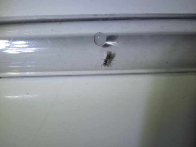 Flight image for myrmecina graminicola on 31 Jul 2025