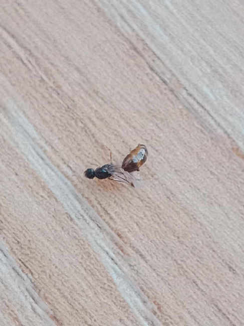 Flight image for Solenopsis fugax on 13 Sept 2025