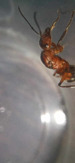 Flight image for Formica truncorum on 9 Aug 2025