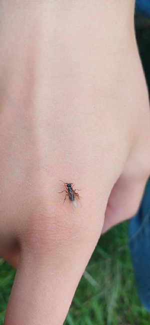 Flight image for Lasius fuliginosus on 1 Aug 2025