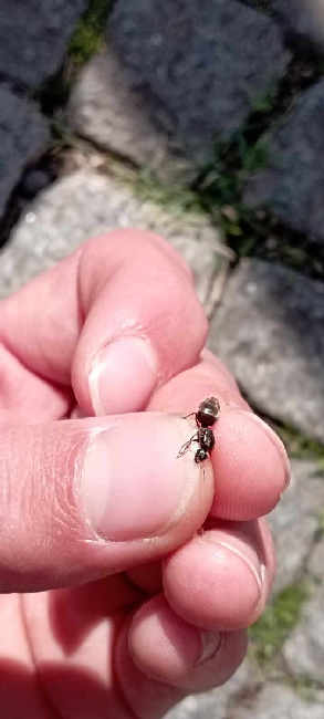 Flight image for Lasius niger group on 8 Aug 2025