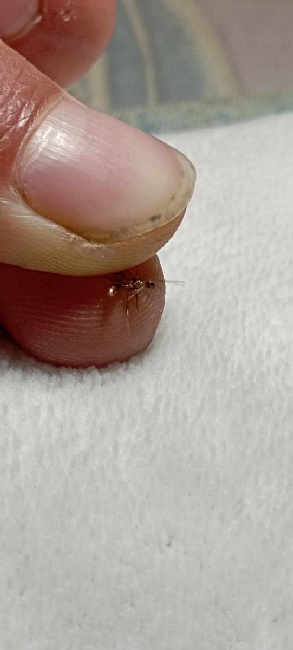 Flight image for Myrmica sp. on 8 Aug 2025