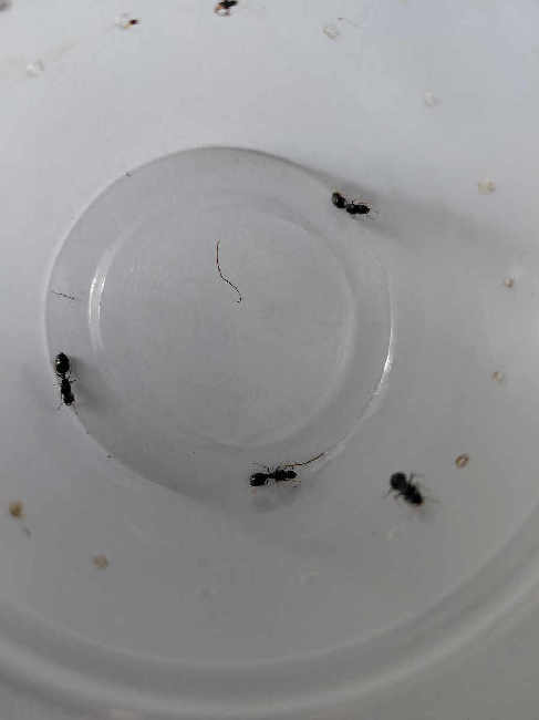 Flight image for Tetramorium sp. on 26 Jun 2025
