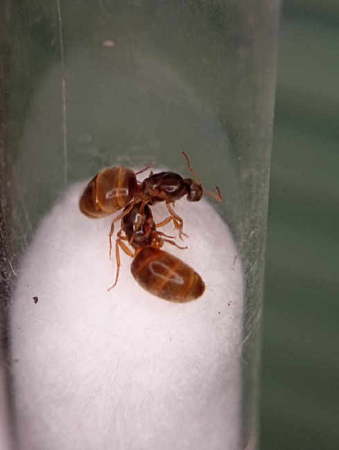 Flight image for Lasius flavus on 30 Aug 2025