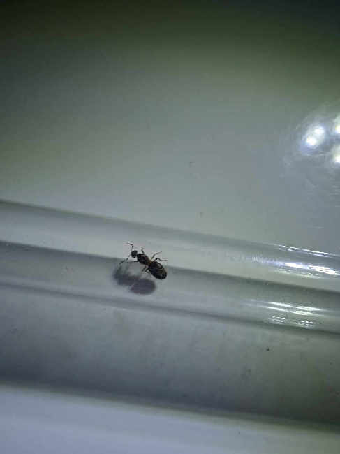 Flight image for Lasius emarginatus on 6 Aug 2025