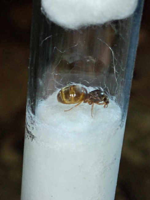 Flight image for Lasius flavus on 14 Aug 2025