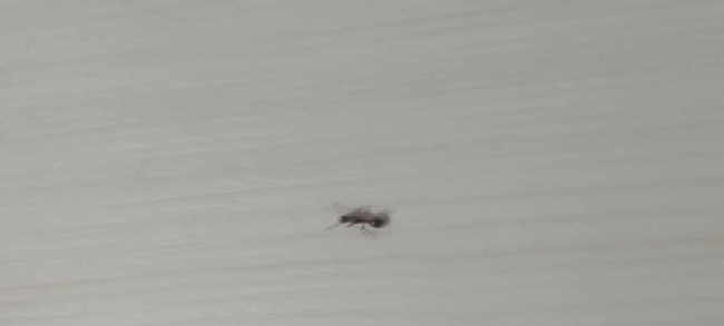 Flight image for Myrmica sp. on 11 Aug 2025