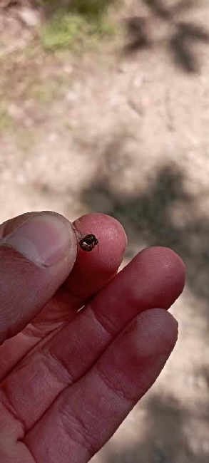 Flight image for Lasius niger group on 6 Aug 2025