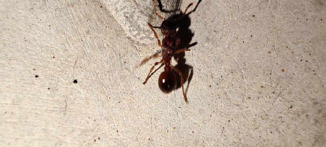Flight image for Myrmica sp. on 28 Aug 2025