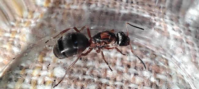 Flight image for Formica rufibarbis on 15 Jul 2025