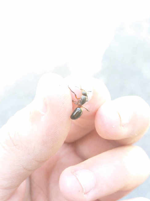 Flight image for Formica rufa group on 21 Jun 2025