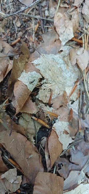 Flight image for Temnothorax sp. on 14 Aug 2025