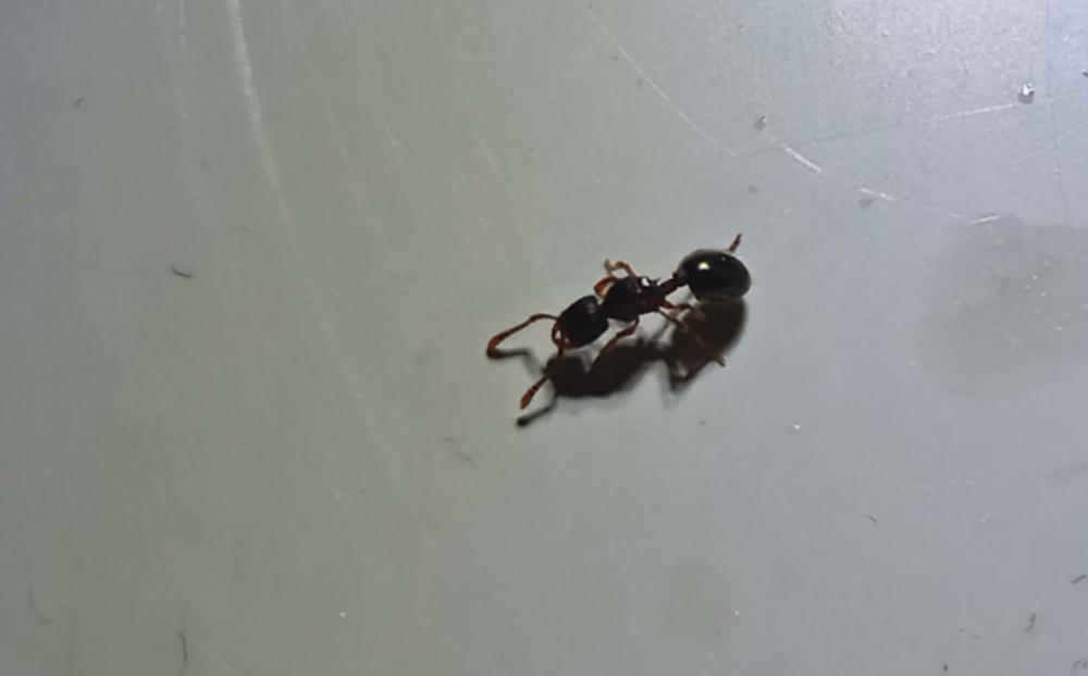 Myrmecina graminicola