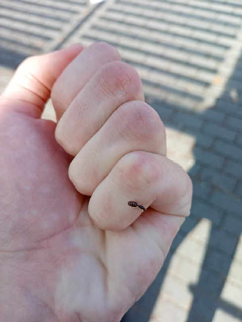 Flight image for Solenopsis fugax on 1 Sept 2025