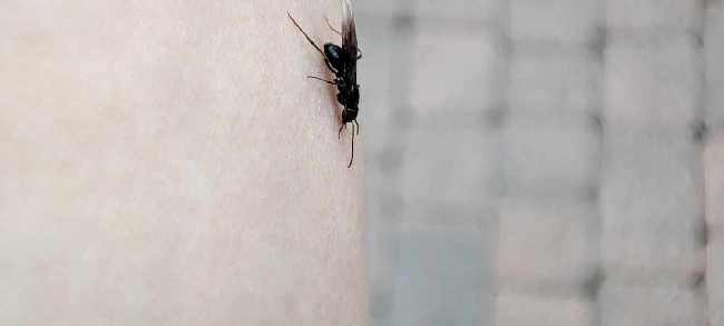 Flight image for Lasius fuliginosus on 23 Jul 2025