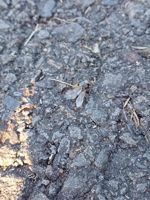 Flight image for Lasius niger group on 14 Aug 2025