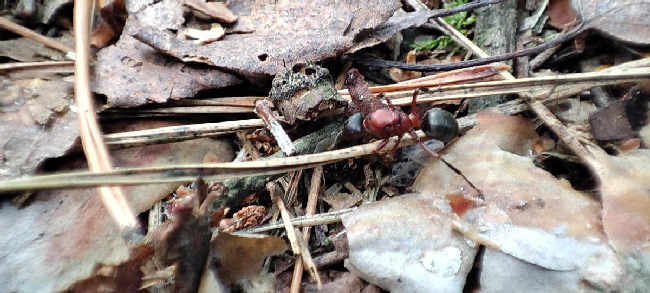 Flight image for Formica sanguinea on 15 Jul 2025