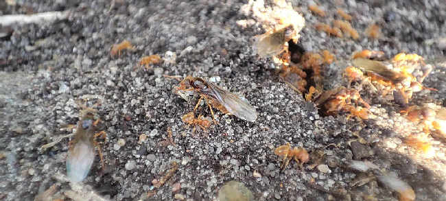 Flight image for Lasius flavus on 4 Aug 2025