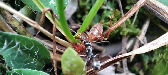 Flight image for Lasius umbratus on 15 Jul 2025