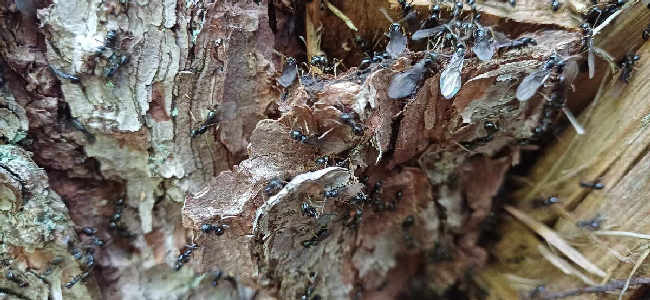 Flight image for Lasius fuliginosus on 30 Jul 2025