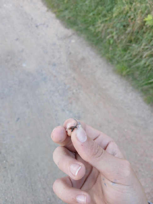 Flight image for Lasius umbratus group on 18 Sept 2025