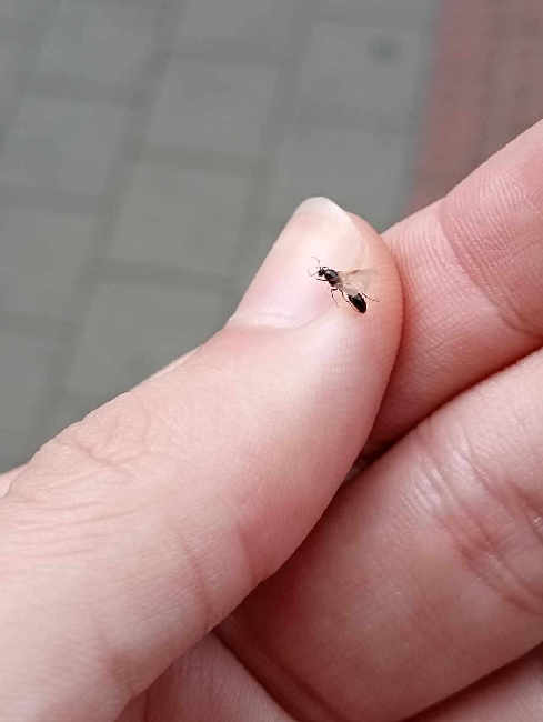 Flight image for Solenopsis fugax on 2 Sept 2025