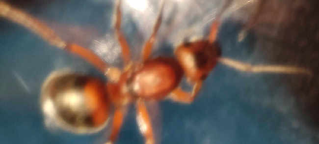 Flight image for Formica truncorum on 26 Jul 2025