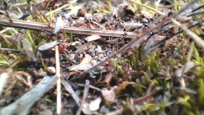 Flight image for Tetramorium sp. on 15 Jul 2025