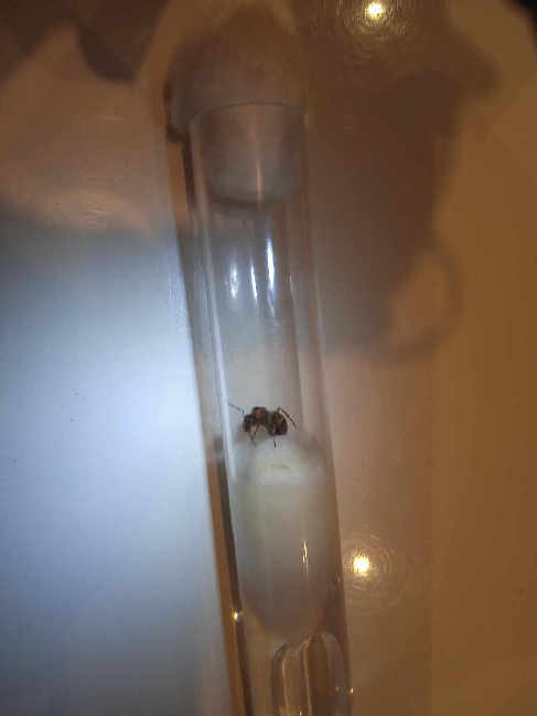 Flight image for Formica rufa group on 6 Jul 2025