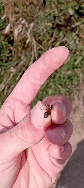 Flight image for Formica rufa group on 6 Aug 2025