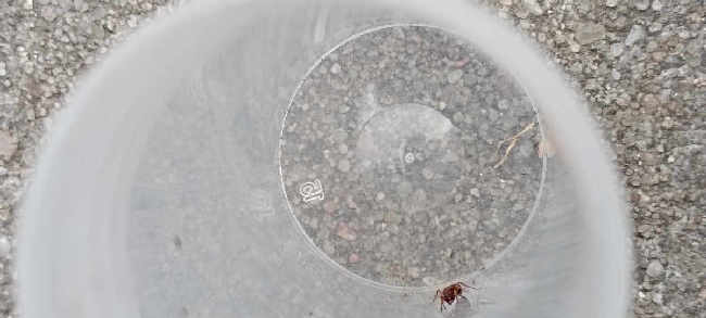 Flight image for Myrmica sp. on 9 Aug 2025