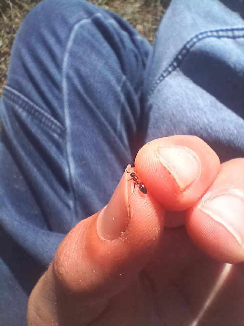 Flight image for Dolichoderus quadripunctatus on 7 Sept 2025