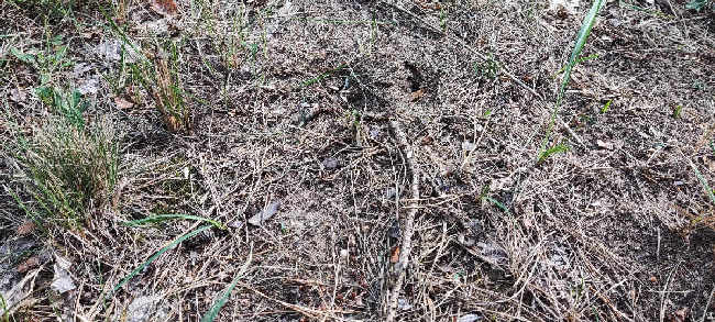 Flight image for Lasius niger on 15 Jul 2025