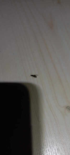 Flight image for Lasius flavus on 31 Aug 2025