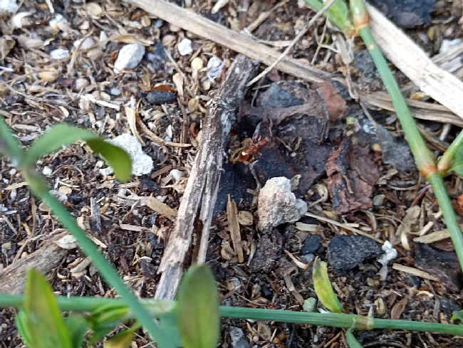 Flight image for Myrmica sp. on 14 Aug 2025