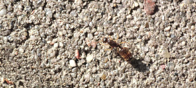 Flight image for Solenopsis fugax on 2 Sept 2025