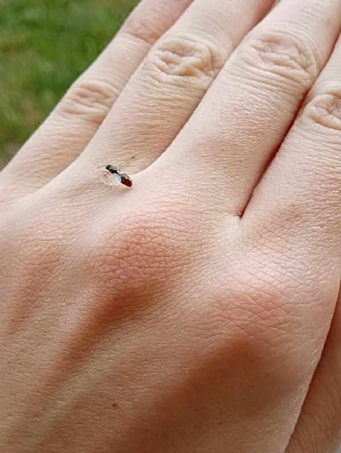 Flight image for Tetramorium sp. on 20 Aug 2025