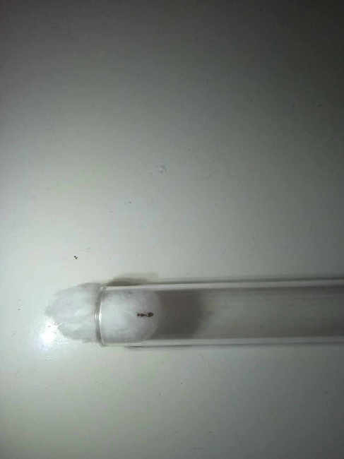 Flight image for Temnothorax sp. on 20 Jul 2025