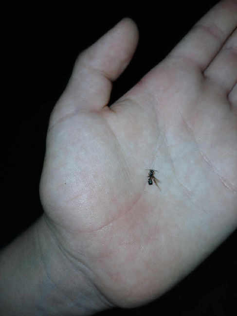 Flight image for Lasius fuliginosus on 13 Aug 2025