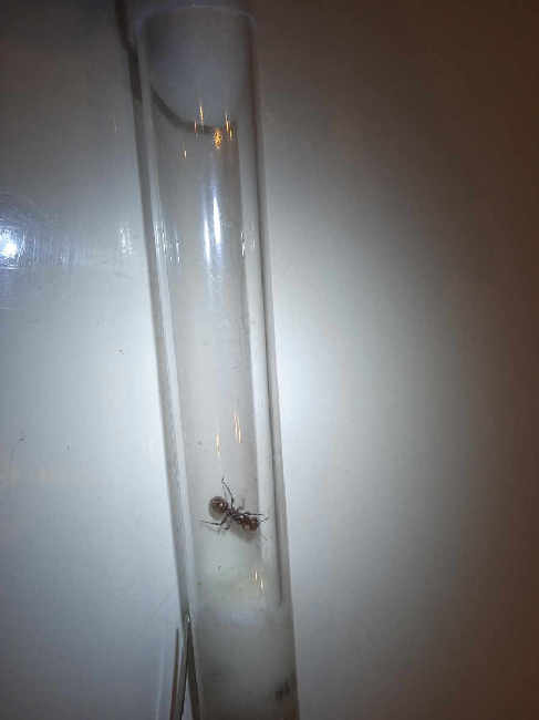 Flight image for Polyergus rufescens on 6 Jul 2025