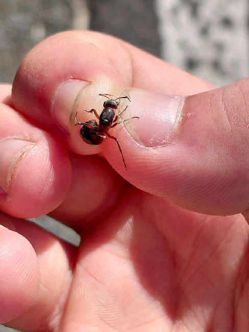 Flight image for Formica rufa group on 22 Jun 2025