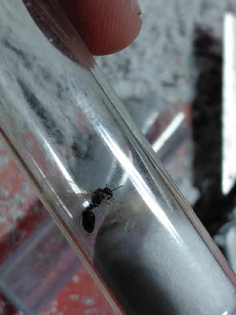 Flight image for Tetramorium sp. on 25 Jun 2025