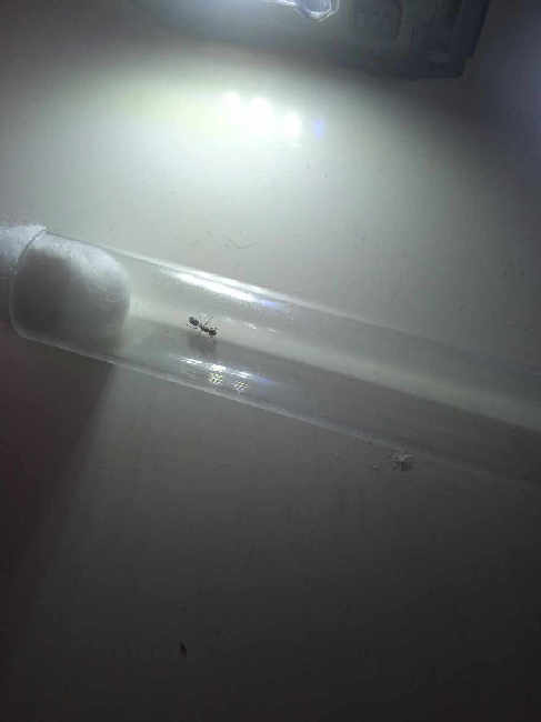 Flight image for Dolichoderus quadripunctatus on 20 Jul 2025