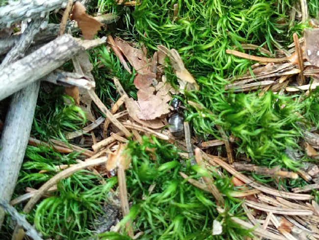 Flight image for Lasius niger group on 8 Aug 2025