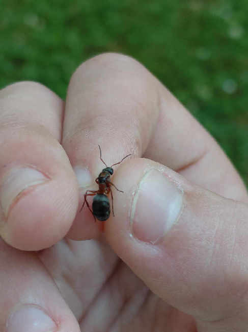 Flight image for Formica rufibarbis on 17 Jun 2025