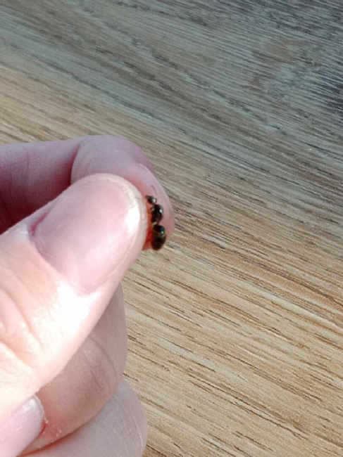 Flight image for Lasius niger group on 5 Sept 2025