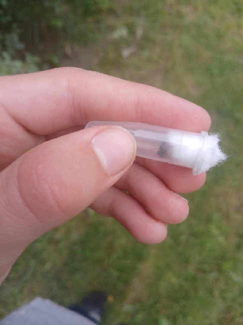 Flight image for Lasius niger group on 9 Aug 2025